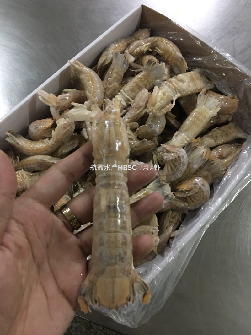 活冻野生爬爬虾，单冻，排冻。