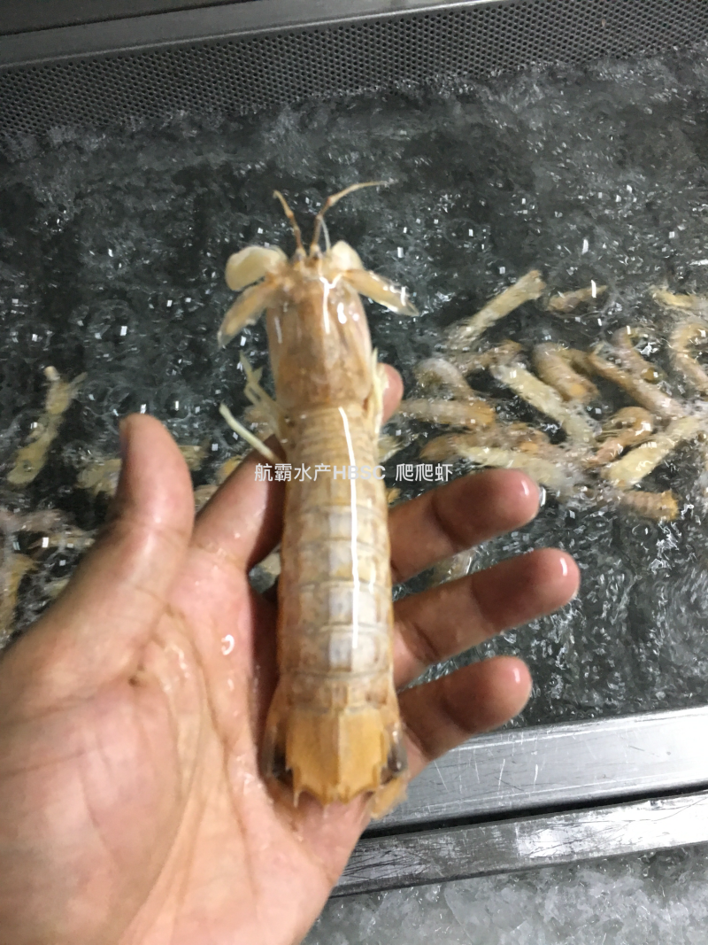 活冻野生爬爬虾，单冻，排冻。