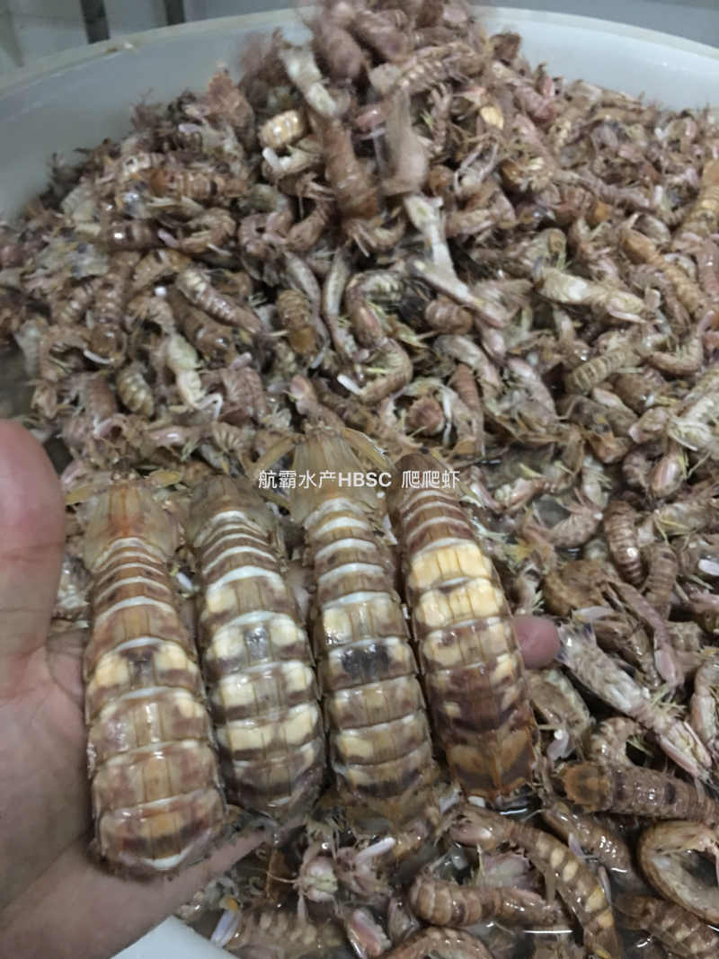 活冻野生爬爬虾，单冻，排冻。