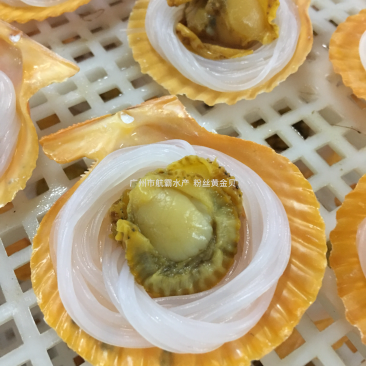 精选粉丝黄金贝