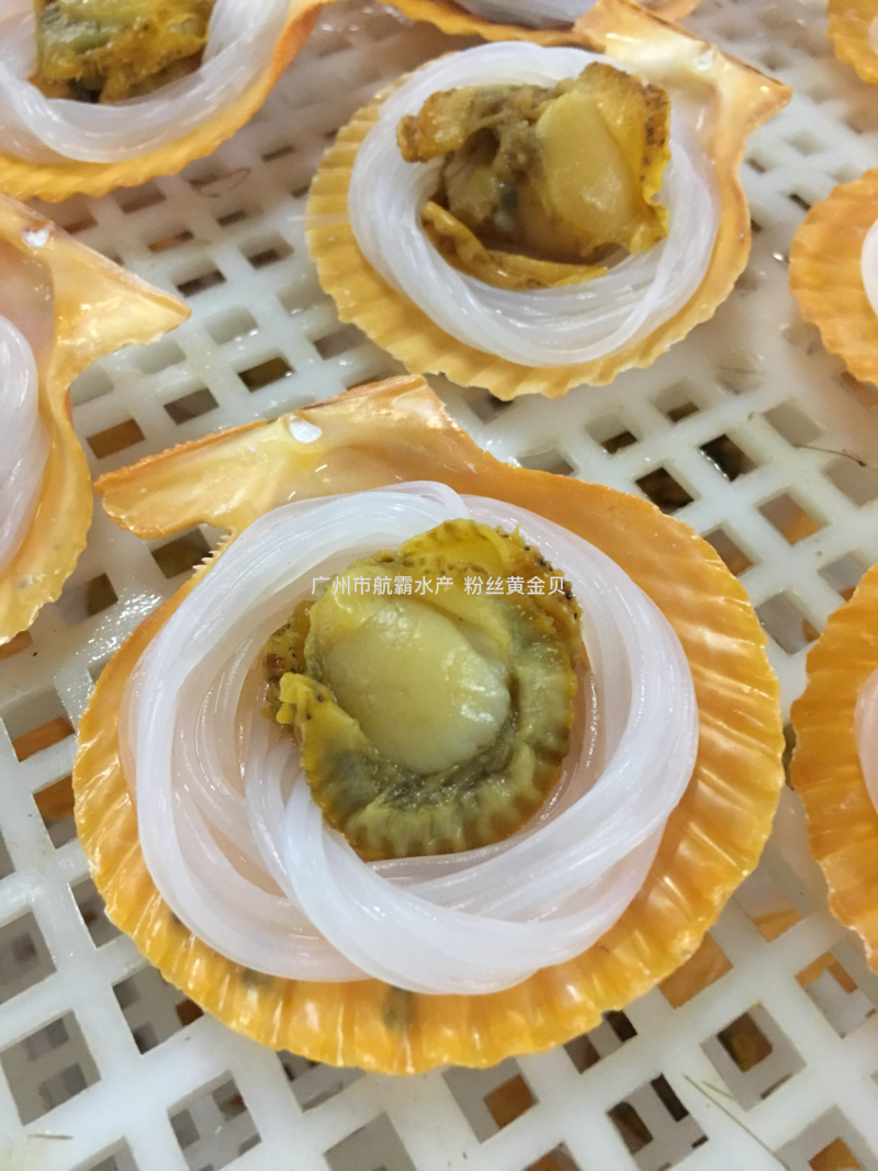 精选粉丝黄金贝