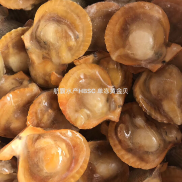 精选6/8黄金贝