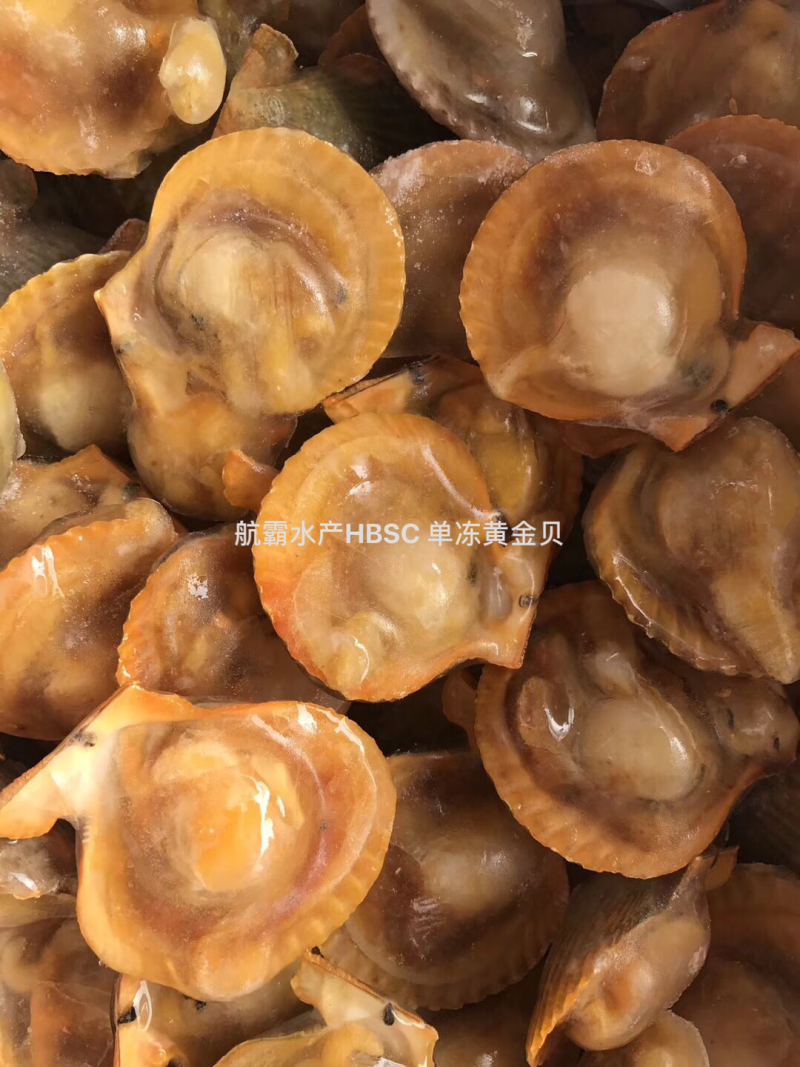 精选6/8黄金贝