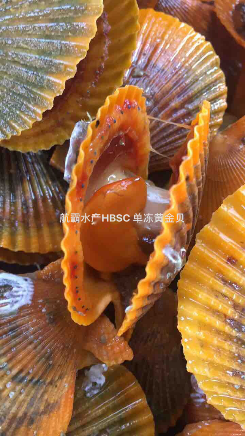 精选6/8黄金贝