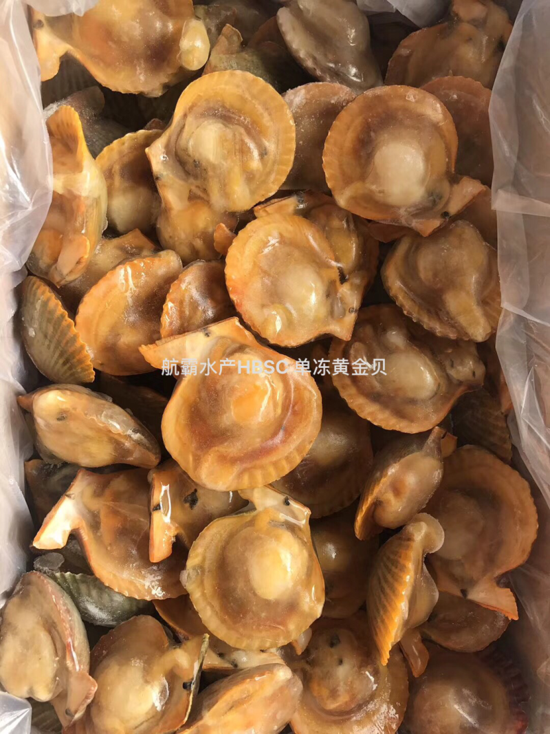 精选6/8黄金贝
