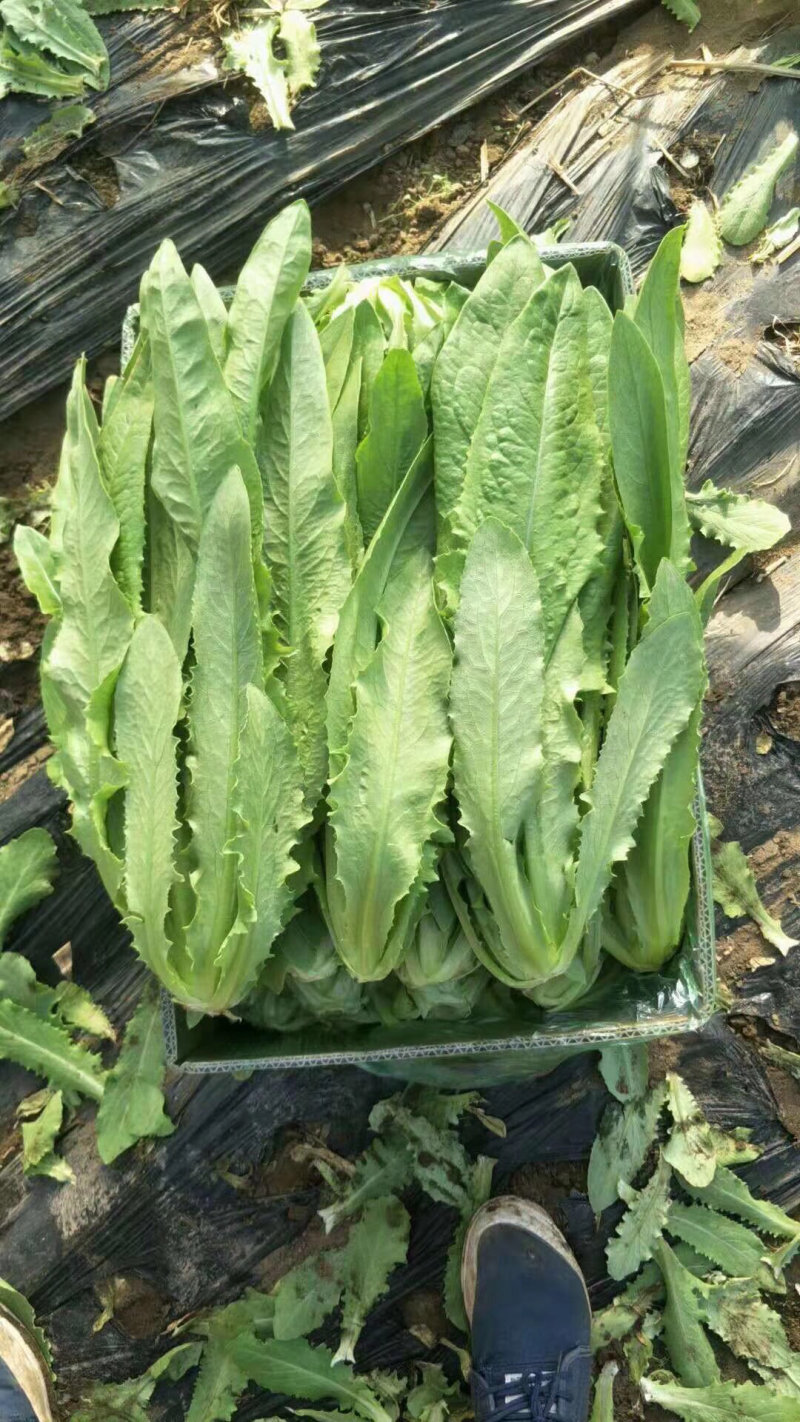 精品叶菜