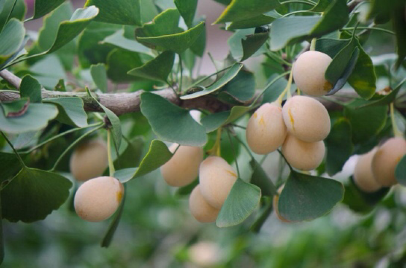 【有好货】大量供应白果银杏果邳州原产地发货