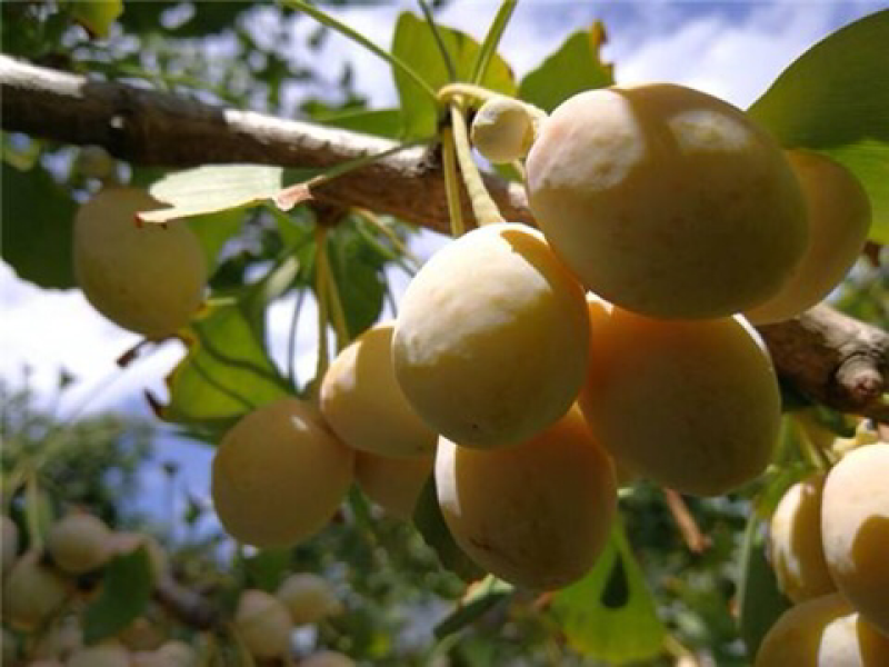【有好货】大量供应白果银杏果邳州原产地发货