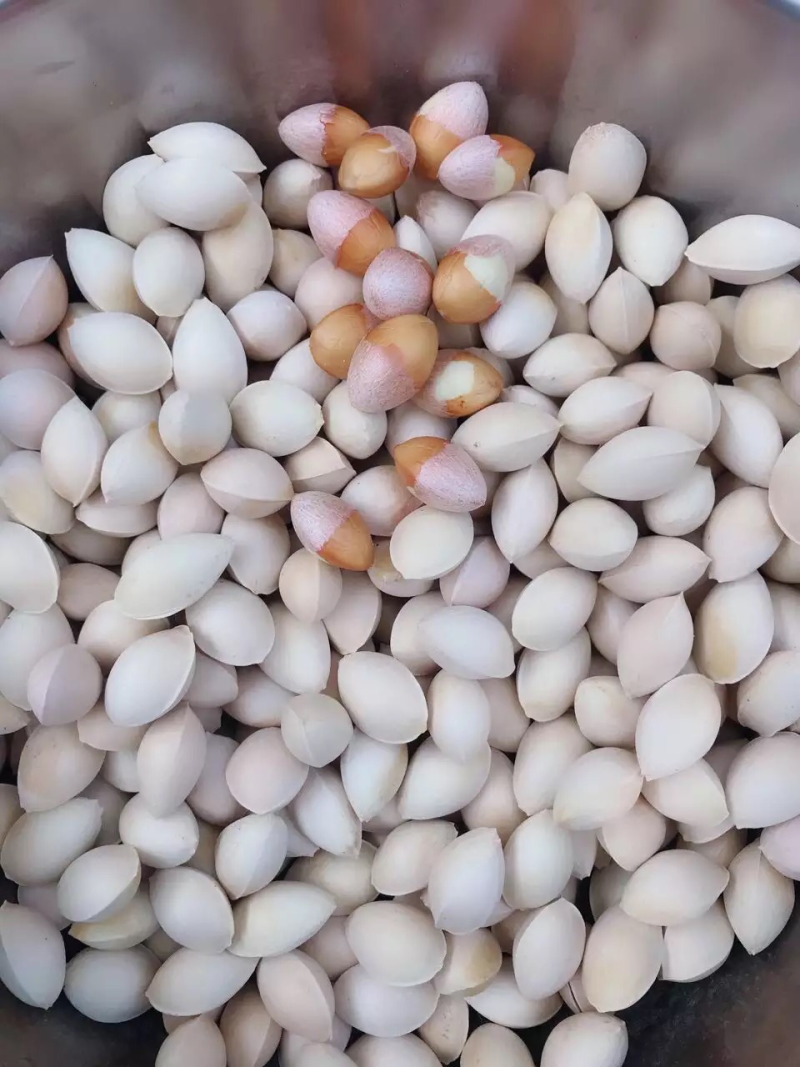 【有好货】大量供应白果银杏果邳州原产地发货