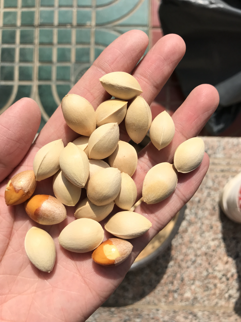 【有好货】大量供应白果银杏果邳州原产地发货
