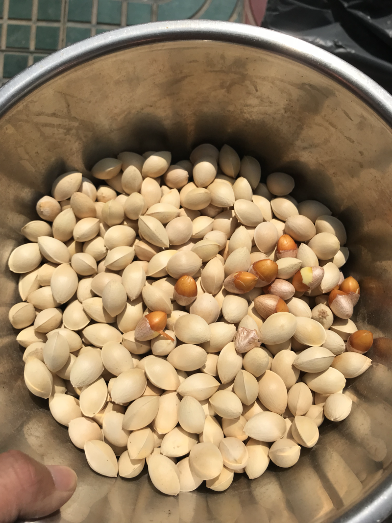 【有好货】大量供应白果银杏果邳州原产地发货
