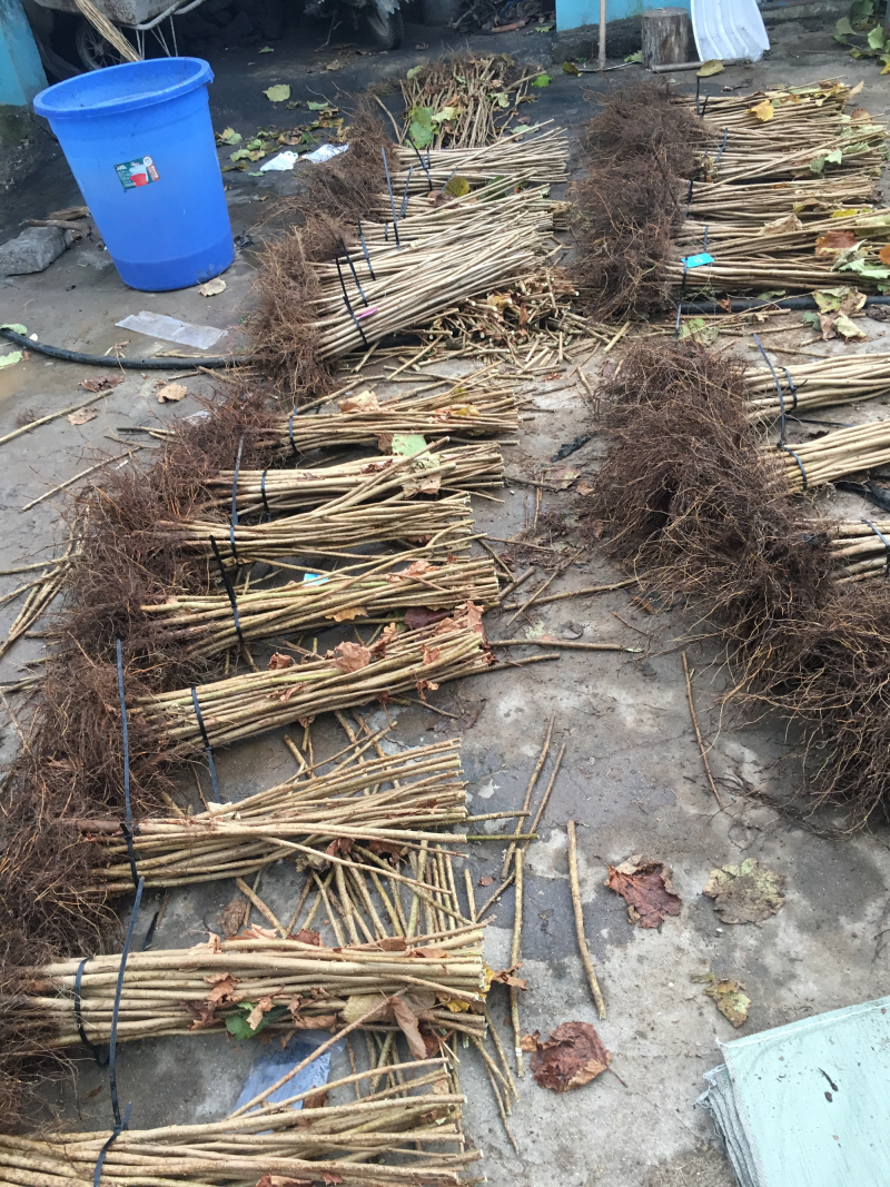平欧大榛子苗请认准产地一年二年苗提供技术指导
