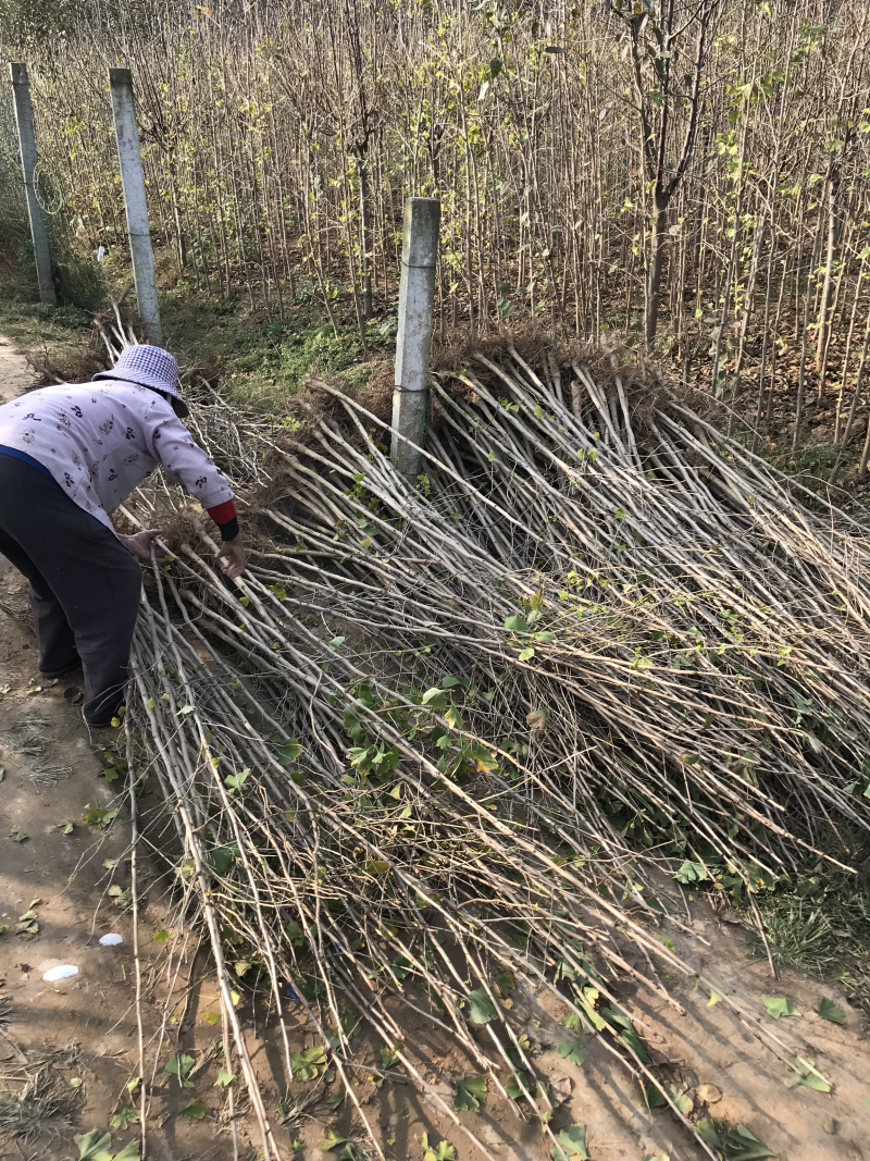 银杏树小苗1-8公分清地处理，各种规格供应，直发价格低