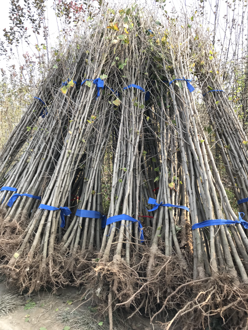 银杏树小苗1-8公分清地处理，各种规格供应，直发价格低
