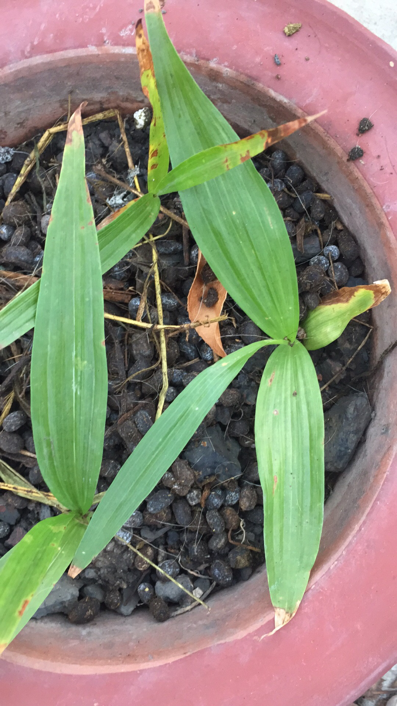 白芨：正宗紫花三叉大白芨
