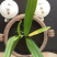 白芨：正宗紫花三叉大白芨