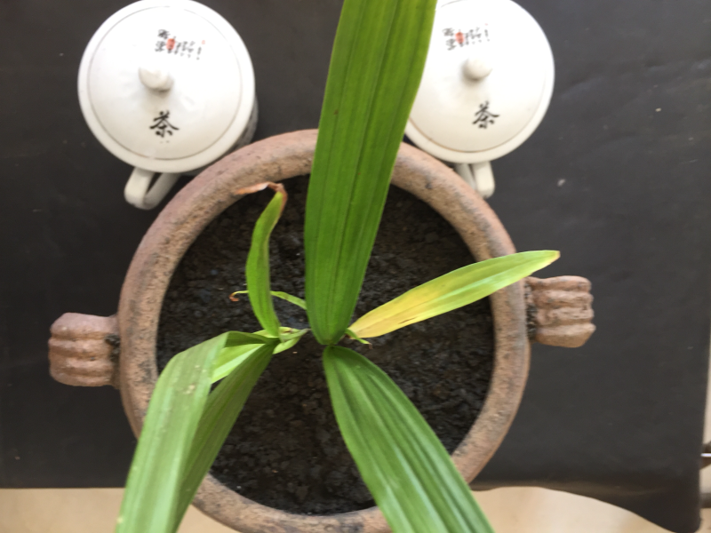 白芨：正宗紫花三叉大白芨