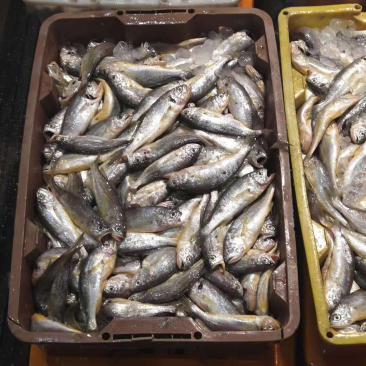 海鲜大批发