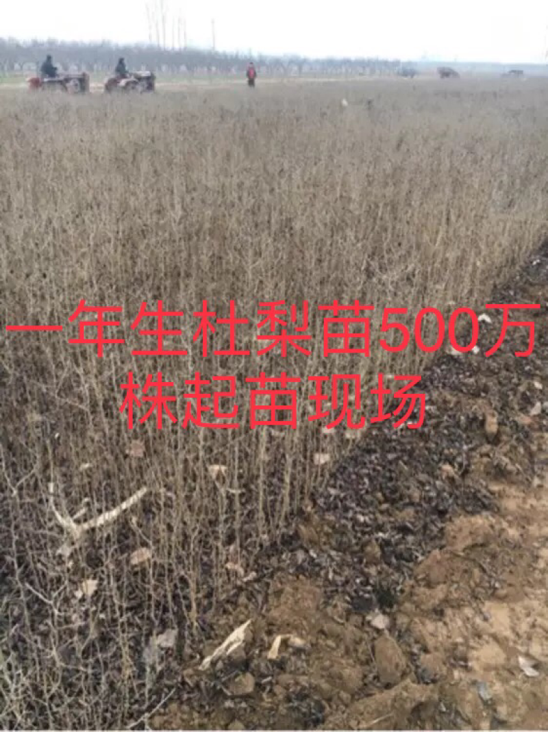2025年1年生杜梨苗大量供应中，各种规格