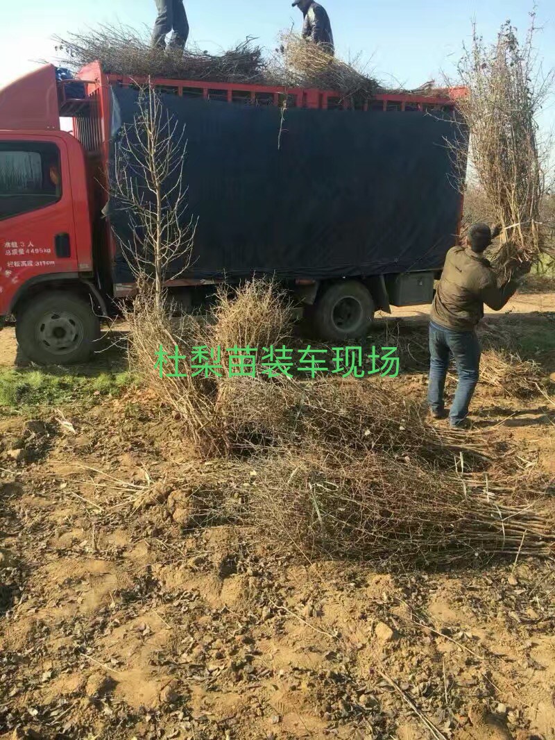 2025年1年生杜梨苗大量供应中，各种规格