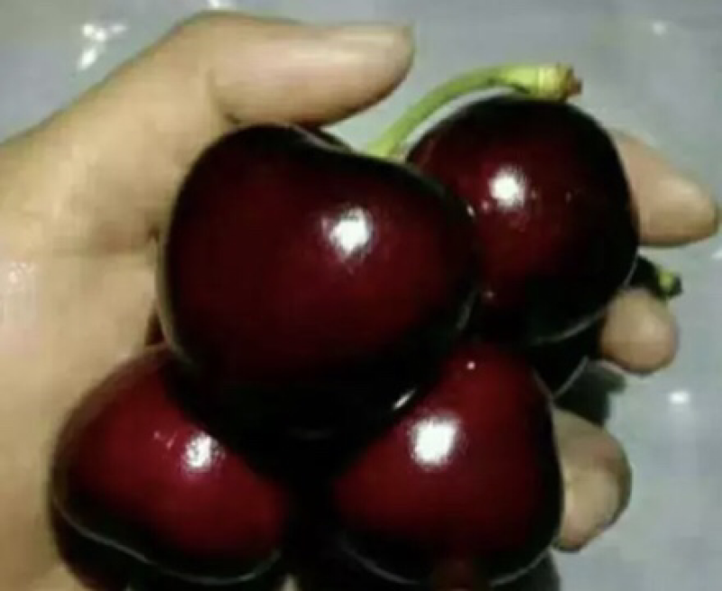 【推荐精品果苗】车厘子苗，品种优良免费提供种植技术