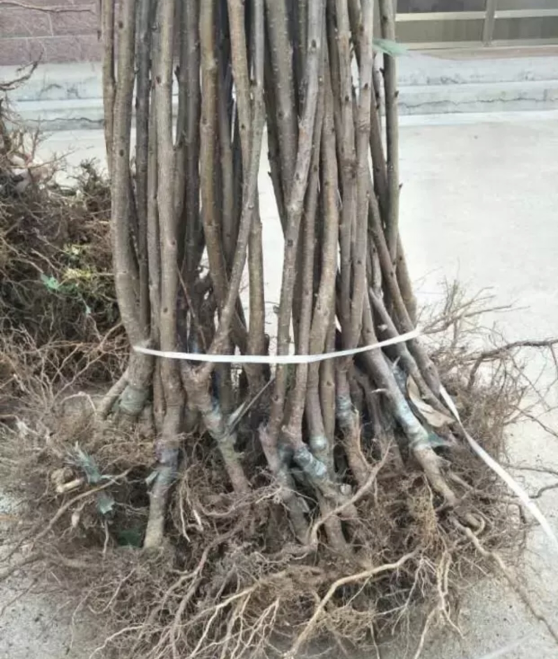 【推荐精品果苗】车厘子苗，品种优良免费提供种植技术