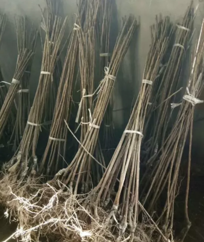 【推荐精品果苗】车厘子苗，品种优良免费提供种植技术