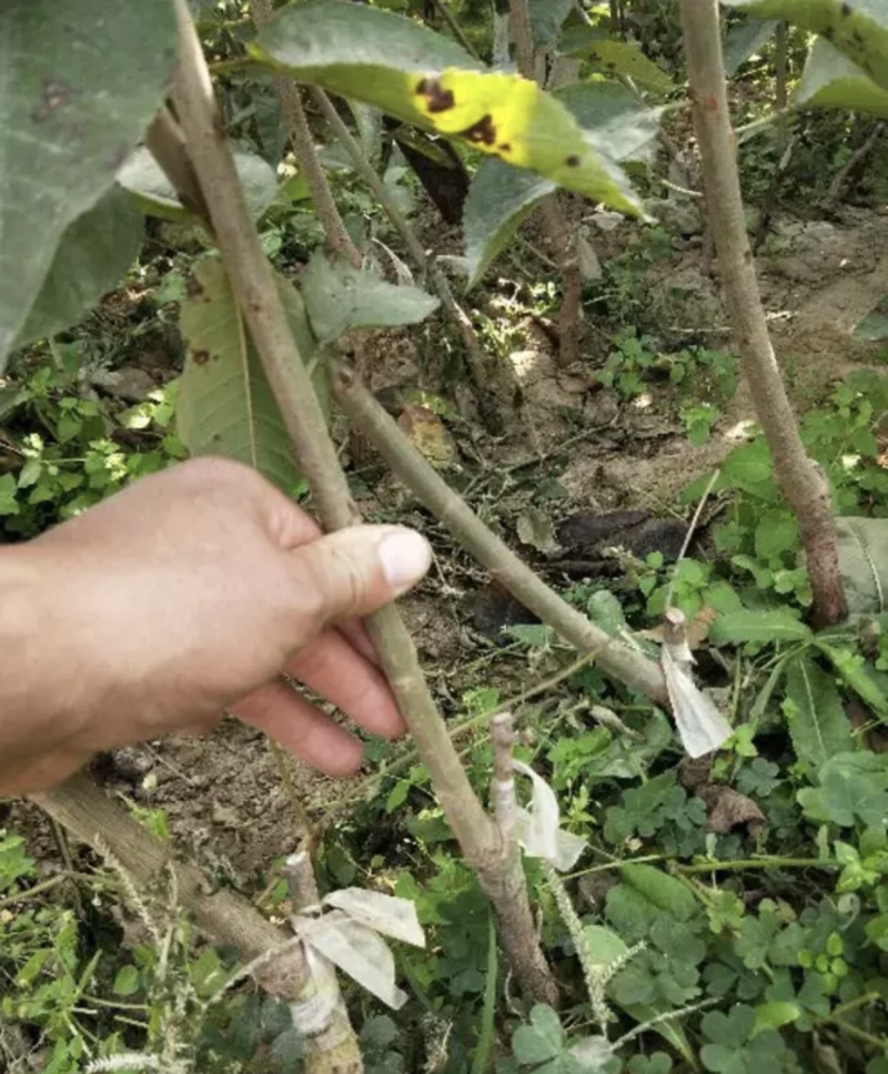 【推荐精品果苗】车厘子苗，品种优良免费提供种植技术