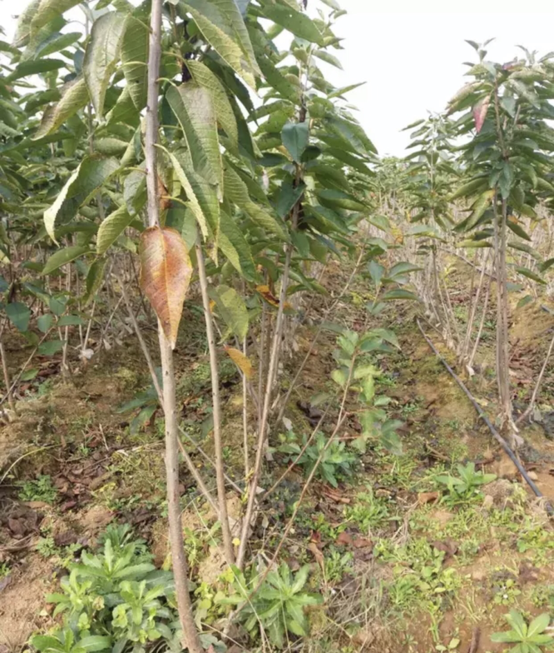 【推荐精品果苗】车厘子苗，品种优良免费提供种植技术