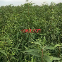 【有好货】出售1年生毛桃苗大量供应，也可定向嫁接