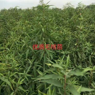 【有好货】出售1年生毛桃苗大量供应，也可定向嫁接