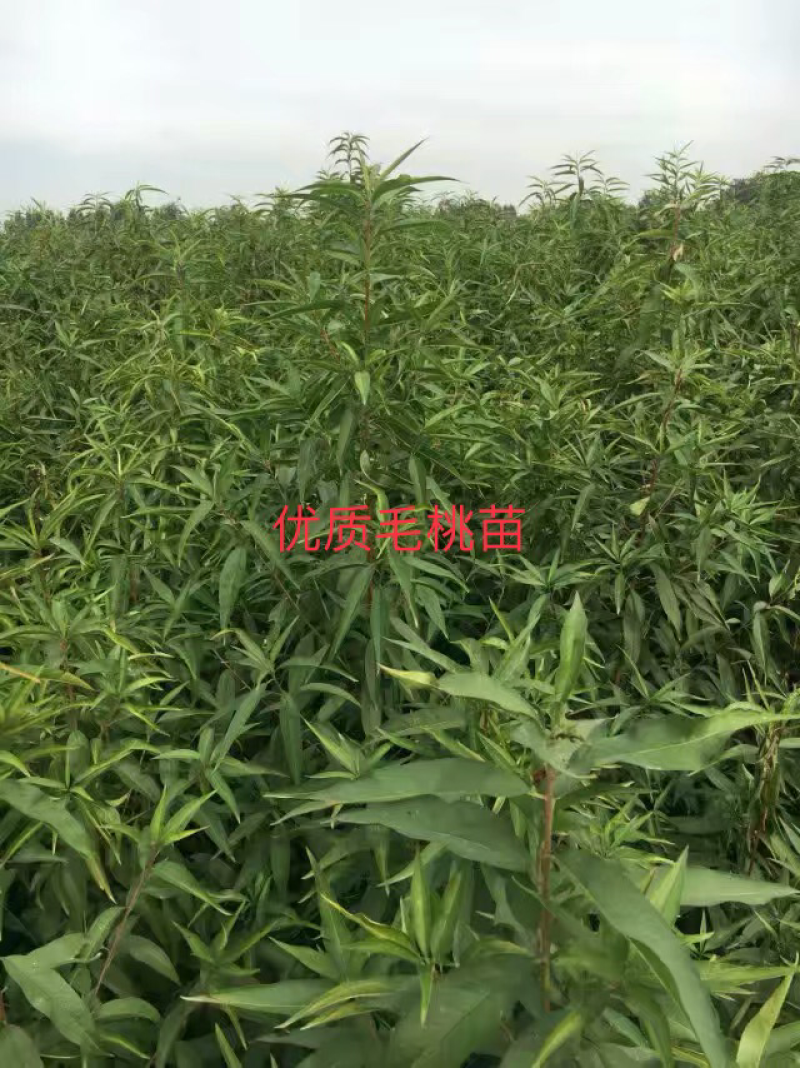 【有好货】出售1年生毛桃苗大量供应，也可定向嫁接