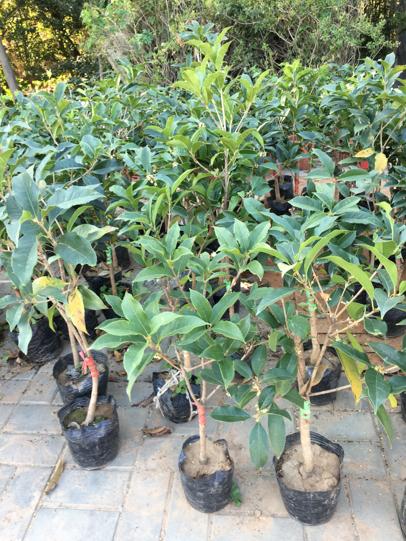 丹桂桂花桂花盆栽桂花苗金桂盆景桂花树四季桂花