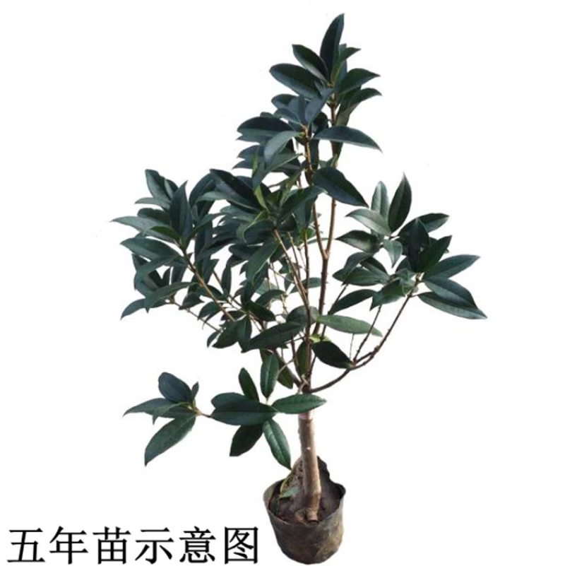 丹桂桂花桂花盆栽桂花苗金桂盆景桂花树四季桂花