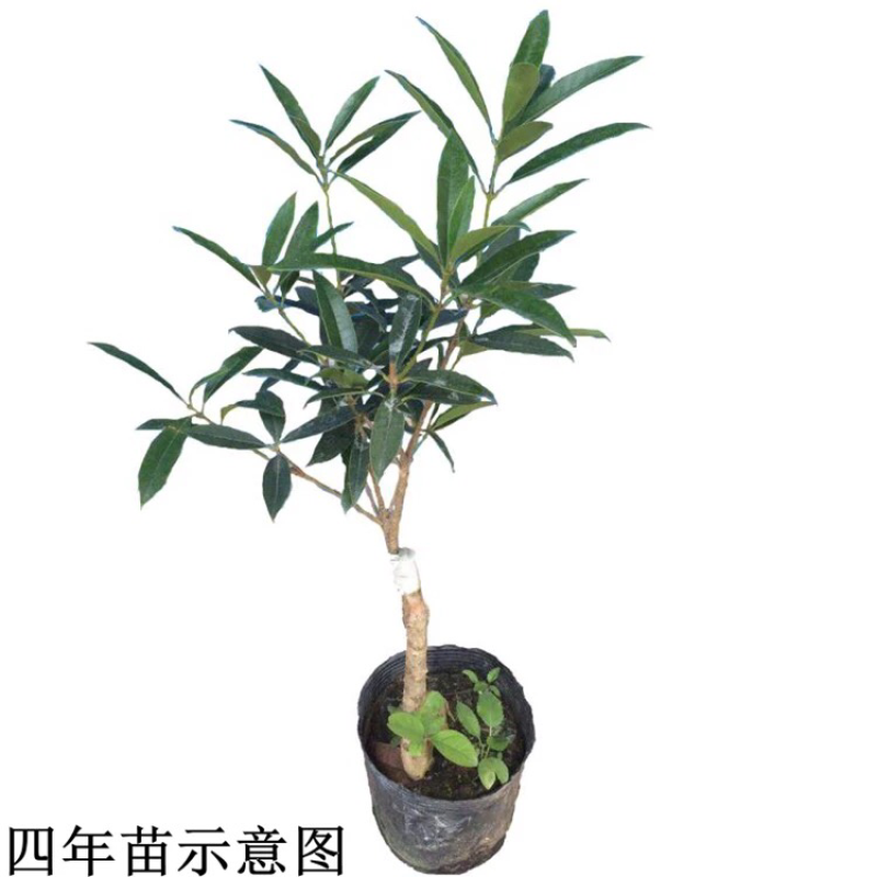 丹桂桂花桂花盆栽桂花苗金桂盆景桂花树四季桂花