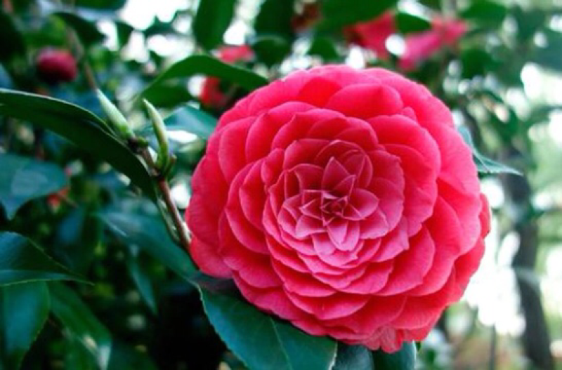 精品山茶花花苗带花苞五色赤丹十八学士四季茶花四季开花盆栽