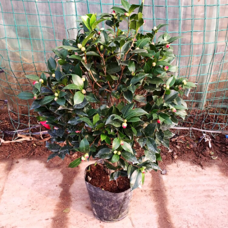 精品山茶花花苗带花苞五色赤丹十八学士四季茶花四季开花盆栽