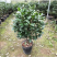 精品山茶花花苗带花苞五色赤丹十八学士四季茶花四季开花盆栽