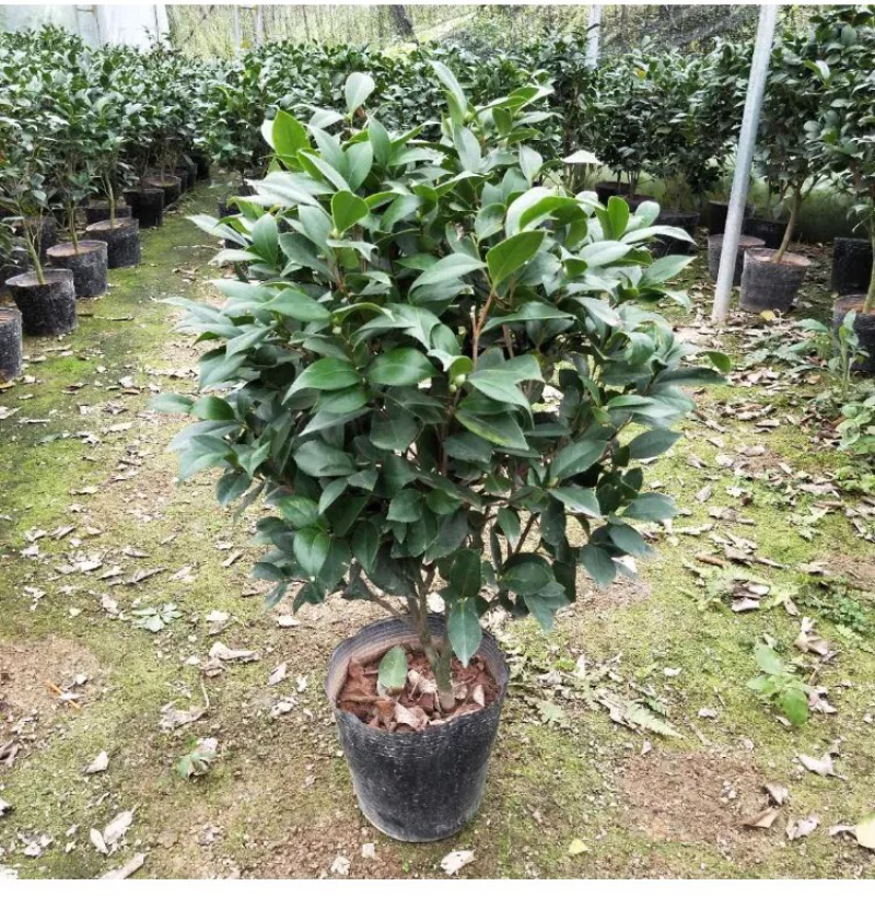 精品山茶花花苗带花苞五色赤丹十八学士四季茶花四季开花盆栽