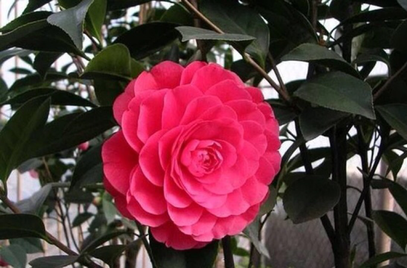 精品山茶花花苗带花苞五色赤丹十八学士四季茶花四季开花盆栽