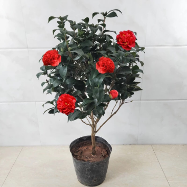 精品山茶花花苗带花苞五色赤丹十八学士四季茶花四季开花盆栽