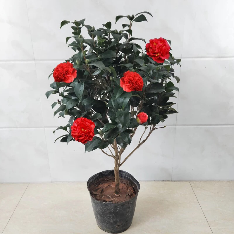 精品山茶花花苗带花苞五色赤丹十八学士四季茶花四季开花盆栽
