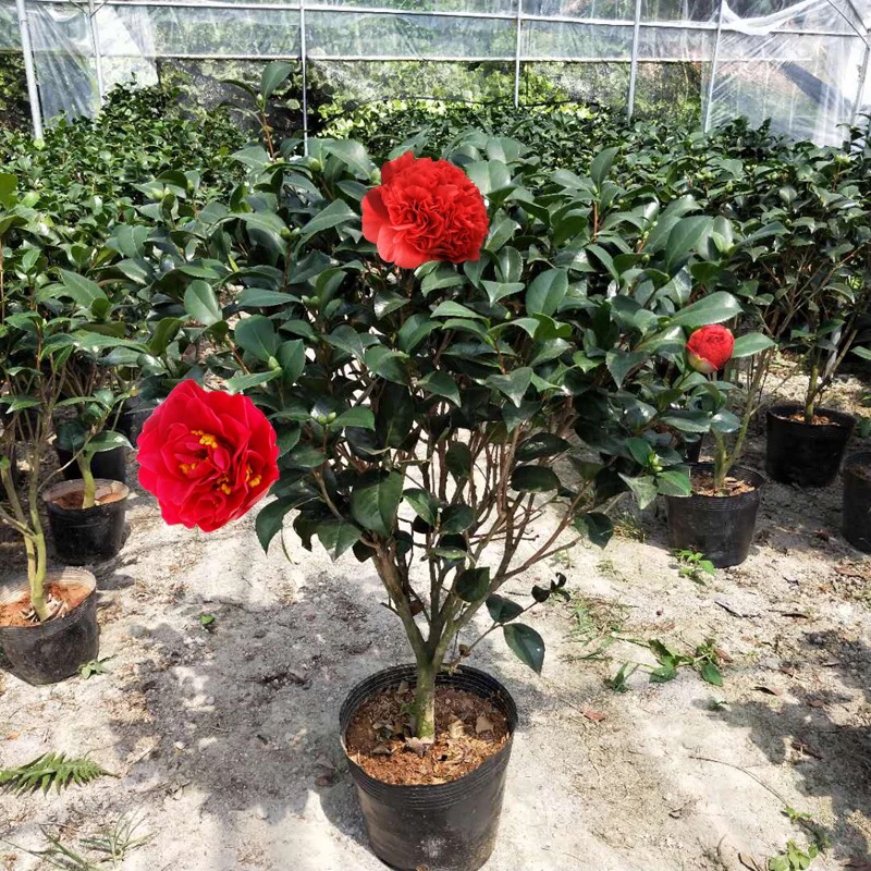 精品山茶花花苗带花苞五色赤丹十八学士四季茶花四季开花盆栽