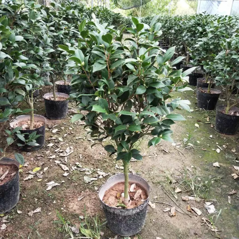 精品山茶花花苗带花苞五色赤丹十八学士四季茶花四季开花盆栽