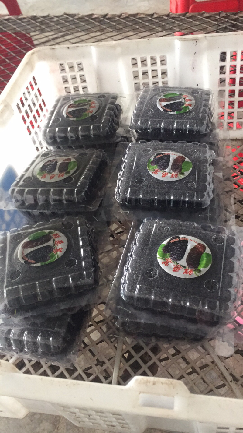 广东桑，新鲜桑葚，桑葚现采现发