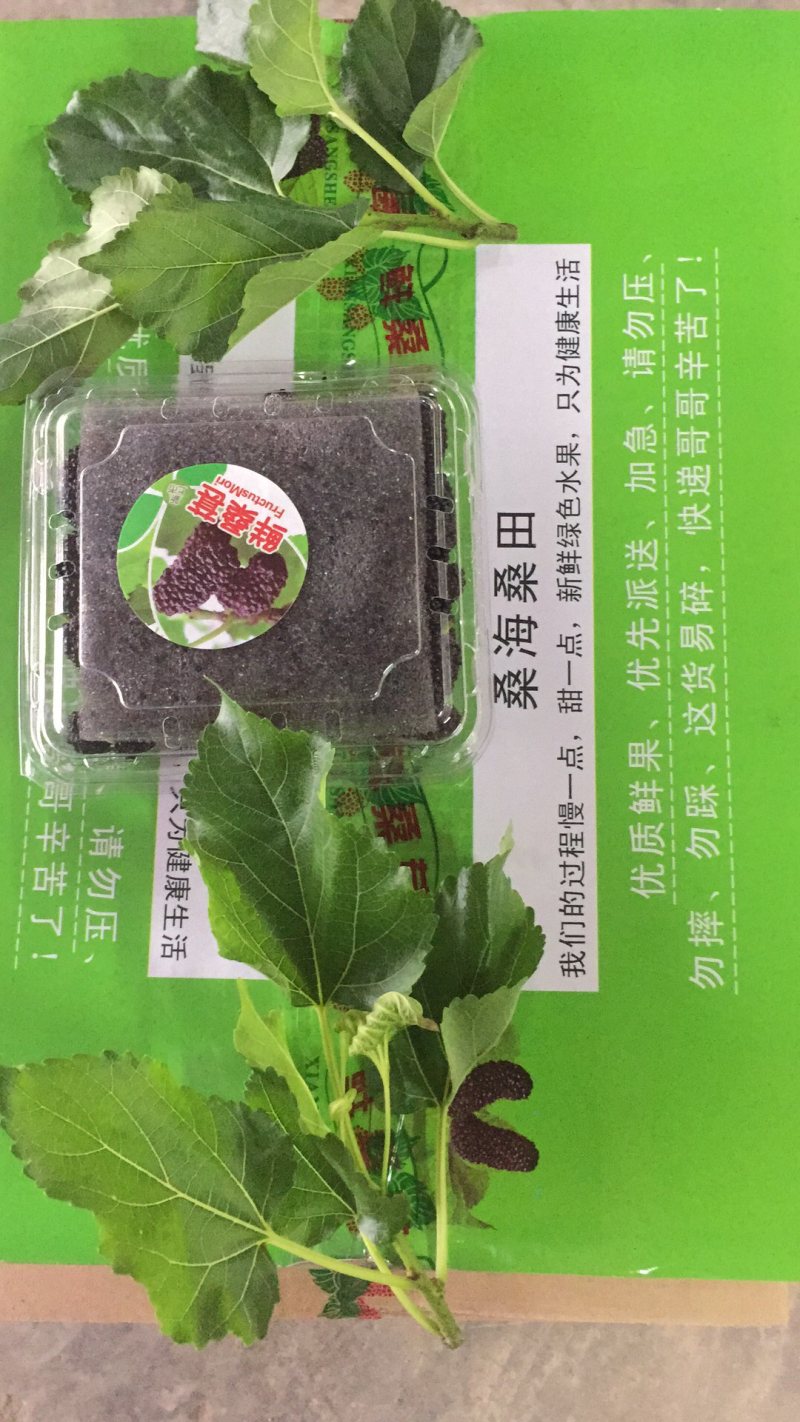 广东桑，新鲜桑葚，桑葚现采现发