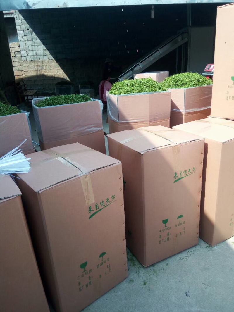石竹茶山东竹叶2025年新石竹茶厂家