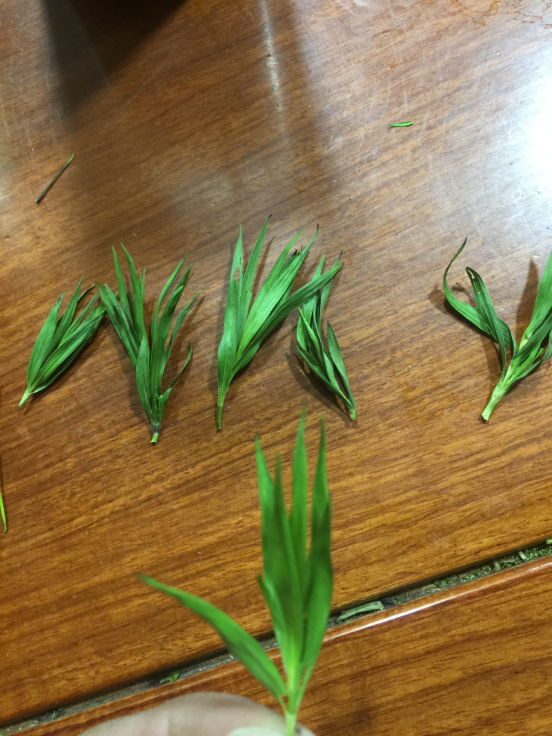石竹茶山东竹叶2025年新石竹茶厂家