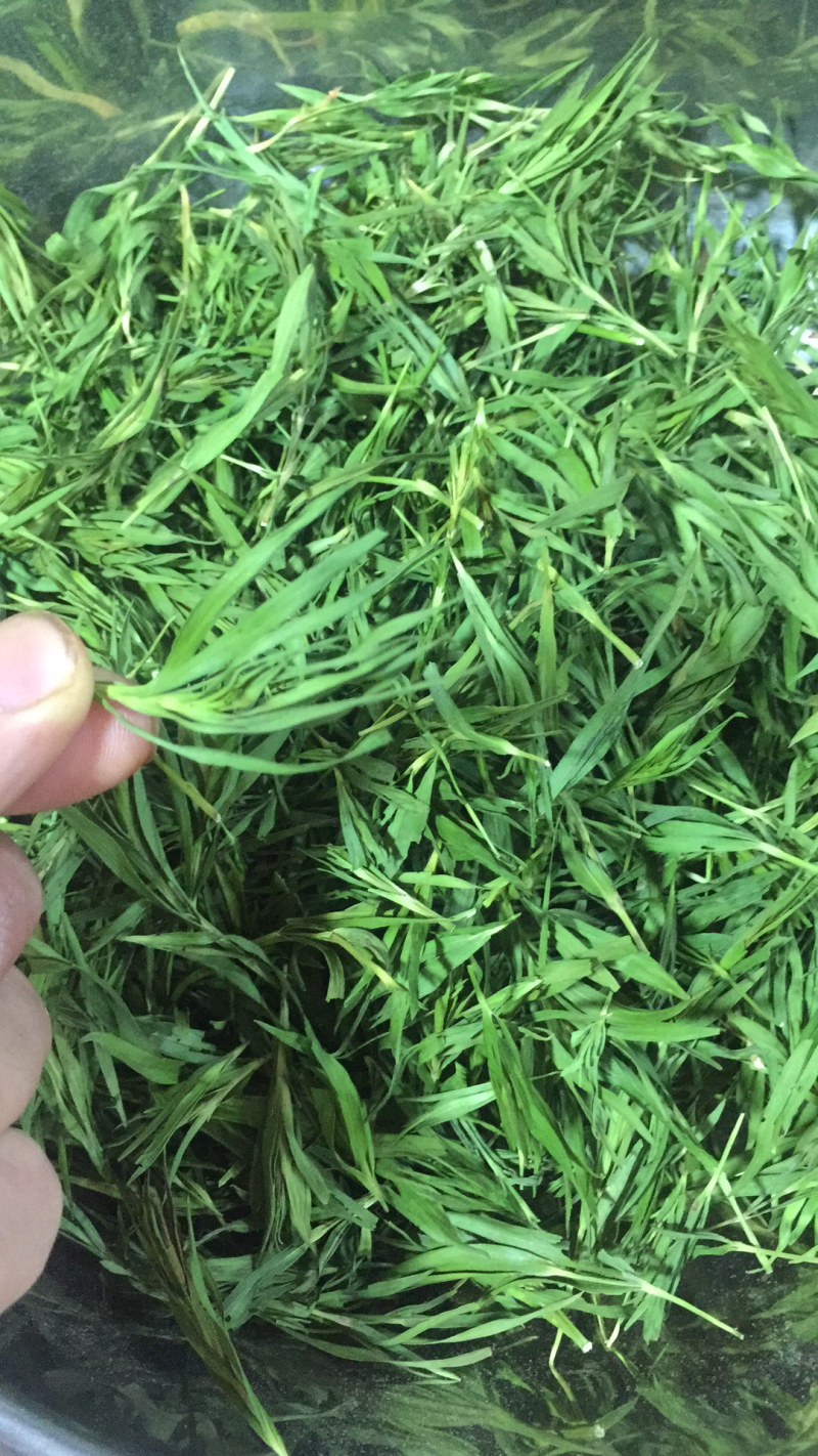 石竹茶山东竹叶2025年新石竹茶厂家
