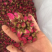 玫瑰花茶2025年新山东平阴玫瑰花茶玫瑰花蕾